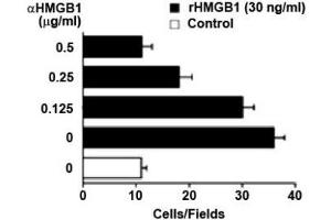 Image no. 1 for anti-High Mobility Group Box 1 (HMGB1) antibody (ABIN1176834) (HMGB1 anticorps)