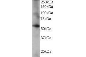 Image no. 1 for anti-Coronin, Actin Binding Protein, 1C (CORO1C) (AA 514-527) antibody (ABIN297169)