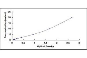 Carcinoembryonic Antigen Gene Family (CEA) ELISA Kit