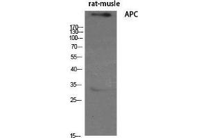 Western Blot (WB) analysis of specific cells using APC Polyclonal Antibody.
