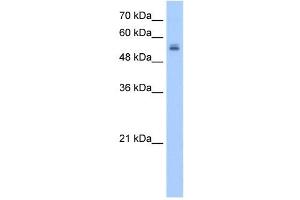 UGT3A2 antibody used at 2.