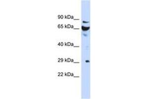 Image no. 1 for anti-DCN1, Defective in Cullin Neddylation 1, Domain Containing 3 (DCUN1D3) (AA 35-84) antibody (ABIN6743736) (DCUN1D3 anticorps  (AA 35-84))