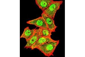 Immunofluorescence analysis of Hela cells using TOP2A mouse mAb (green). (Topoisomerase II alpha anticorps  (AA 1100-1530))