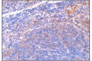 Immunohistochemical staining of mouse spleen tissue using AP30815PU-N at 2 μg/ml.