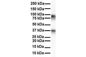 WB Suggested Anti-CPEB4 antibody Titration: 1 ug/mL Sample Type: Human Raji (CPEB4 anticorps  (N-Term))