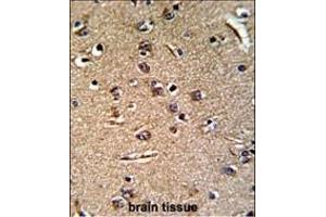 Formalin-fixed and paraffin-embedded human brain reacted with GGTLA1 Antibody (N-term), which was peroxidase-conjugated to the secondary antibody, followed by DAB staining.