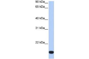 Western Blotting (WB) image for anti-FLJ44894 antibody (ABIN2459413) (FLJ44894 anticorps)