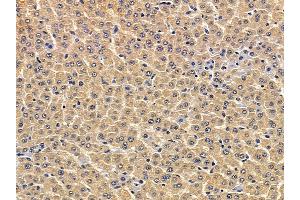 ABIN7094083 and ABIN7098127 at 1/100 staining rat liver tissue by IHC-P. (ATL3 anticorps  (C-Term))