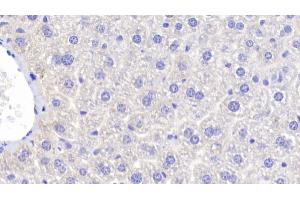 Detection of FUCa1 in Mouse Liver Tissue using Polyclonal Antibody to Fucosidase Alpha L1, Tissue (FUCa1)