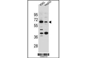 Western blot analysis in K562 and HepG2 cell line lysates (35ug/lane). (NHEDC1 anticorps  (N-Term))