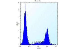 anti-Kinesin Light Chain 2 (KLC2) (AA 127-156), (N-Term) antibody