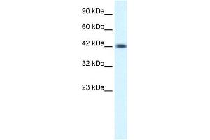 WB Suggested Anti-NSEP1 Antibody Titration:  0. (YBX1 anticorps  (C-Term))