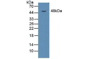 Western blot analysis of Mouse Liver Tissue. (OLR1 anticorps  (AA 51-314))