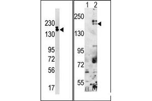 Image no. 1 for anti-SET Domain, Bifurcated 1 (SETDB1) (C-Term) antibody (ABIN356608) (SETDB1 anticorps  (C-Term))