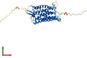 AlphaFold protein structure predicition of Human Recombinant C5AR1 Protein, UniprotID P21730