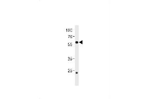 CCDC149 anticorps  (N-Term)