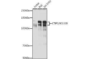 Western blot analysis of extracts of various cell lines, using CTIP2/BCL11B antibody (ABIN7265807) at 1:1000 dilution. (BCL11B anticorps)