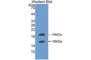 Western blot analysis of recombinant Human FGF2. (FGF2 anticorps  (AA 159-288))