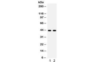 Western blot testing of 1) rat skeletal muscle and 2) mouse skeletal muscle lysate with SGCA antibody. (SGCA anticorps  (AA 24-387))