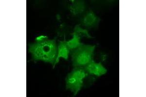 Immunofluorescence (IF) image for anti-Chromosome 21 Open Reading Frame 59 (C21orf59) antibody (ABIN1497043) (C21orf59 anticorps)