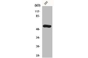 Western Blot analysis of 293 cells using CYP19A1 Polyclonal Antibody (Aromatase anticorps  (Internal Region))