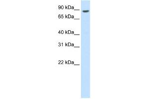 WB Suggested Anti-BRF1 Antibody Titration:  0.