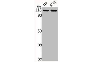 Western Blot analysis of NIH-3T3 K562 cells using GPR110 Polyclonal Antibody (G Protein-Coupled Receptor 110 anticorps  (C-Term))