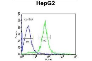 AIFM2 Antibody (C-term) flow cytometric analysis of HepG2 cells (right histogram) compared to a negative control cell (left histogram).