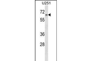 ZN Antibody (N-term) (ABIN1539165 and ABIN2850014) western blot analysis in  cell line lysates (35 μg/lane). (ZNF768 anticorps  (N-Term))