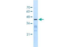 MARVELD3 anticorps  (AA 219-268)