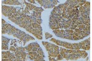 ABIN6277289 at 1/100 staining Human pancreas tissue by IHC-P.