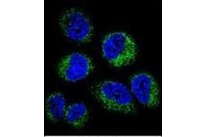 Confocal immunofluorescent analysis of GGH Antibody (C-term) Cat.