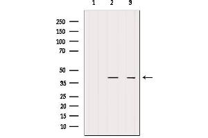 Western blot analysis of extracts from various samples, using PDCD2L Antibody. (PDCD2L anticorps  (Internal Region))