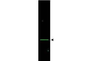 Image no. 1 for anti-Voltage-Dependent Anion Channel 1 (VDAC1) (AA 185-197) antibody (ABIN401311) (VDAC1 anticorps  (AA 185-197))
