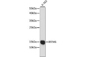 Western blot analysis of extracts of K-562 cells, using CD225/IFITM1 antibody (ABIN1680390, ABIN3018715, ABIN3018716 and ABIN6220553) at 1:1000 dilution. (IFITM1 anticorps  (C-Term))