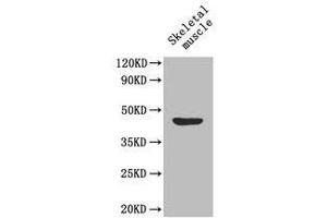 Western Blot analysis of Lactadherin Antibody using mouse skeletal muscle. (MFGE8 anticorps  (AA 25-334) (FITC))