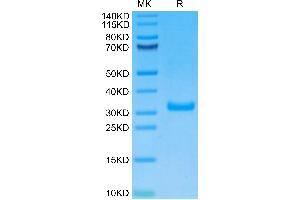 Biotinylated Human CD8 alpha on Tris-Bis PAGE under reduced condition.