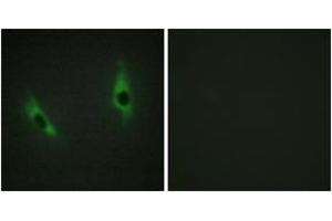 Immunofluorescence (IF) image for anti-Laminin, beta 3 (LAMB3) (AA 671-720) antibody (ABIN2890004) (Laminin beta 3 anticorps  (AA 671-720))