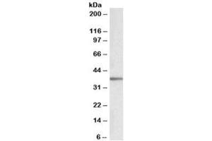 Western blot testing of human adipose cell llysate with PRKCDBP antibody at 0. (PRKCDBP anticorps)