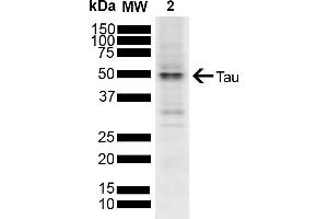 Western blot analysis of SH-SY5Y showing detection of ~45. (tau anticorps  (Atto 488))