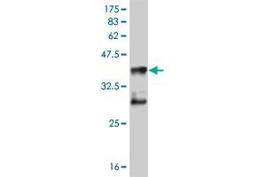 Western Blot detection against Immunogen (36. (MEF2D anticorps  (AA 256-351))