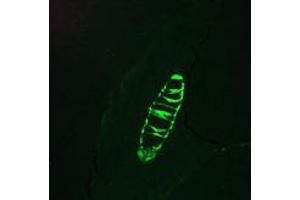 Immunofluorescence staining of a 7 days old zebrafish embryo (Cytokeratin 13 anticorps)