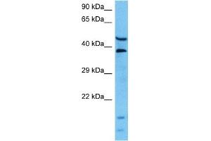 Host:  Mouse  Target Name:  L Sample Tissue:  Mouse Pancreas  Antibody Dilution:  1ug/ml