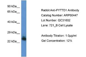 Western Blotting (WB) image for anti-Forty-Two-Three Domain Containing 1 (FYTTD1) (Middle Region) antibody (ABIN2788452) (FYTTD1 anticorps  (Middle Region))