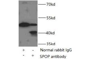 IP analysis of HeLa cell lysates (3000 μg), using SPOP antibody (1/500 dilution, 3 μg). (SPOP-B anticorps)