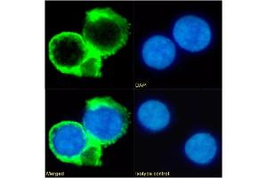 Immunofluorescence staining of fixed Daudi cells with anti-CD53 antibody HD77. (Recombinant CD53 anticorps)