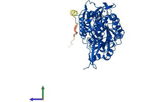 AlphaFold protein structure predicition of Mouse Recombinant Aldh1a2 Protein, UniprotID Q62148