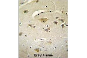 VSTM2A Antibody (Center) (ABIN655126 and ABIN2844754) immunohistochemistry analysis in formalin fixed and paraffin embedded human brain tissue followed by peroxidase conjugation of the secondary antibody and DAB staining. (VSTM2A anticorps  (AA 97-126))