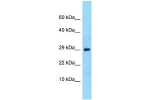 WB Suggested Anti-Ntf3 Antibody Titration: 1. (Neurotrophin 3 anticorps  (N-Term))
