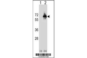 Western blot analysis of PCK2 using rabbit polyclonal PCK2 Antibody (Q39) using 293 cell lysates (2 ug/lane) either nontransfected (Lane 1) or transiently transfected (Lane 2) with the PCK2 gene. (PEPCK anticorps  (N-Term))